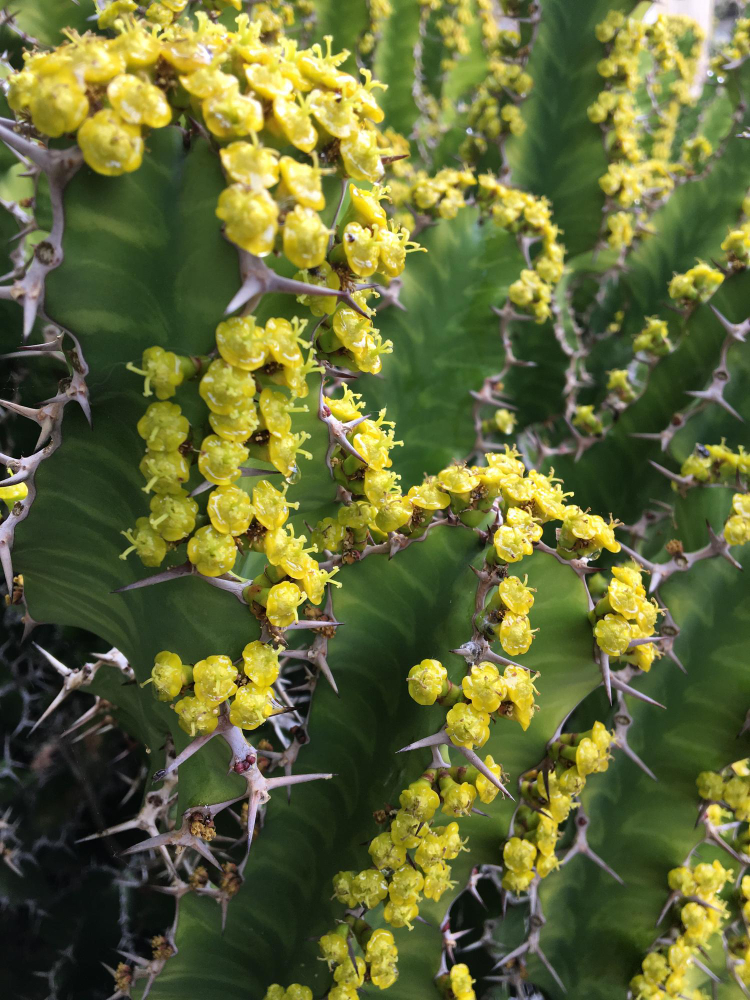 Plantes d'euphorbe, avec fleurs jaunes