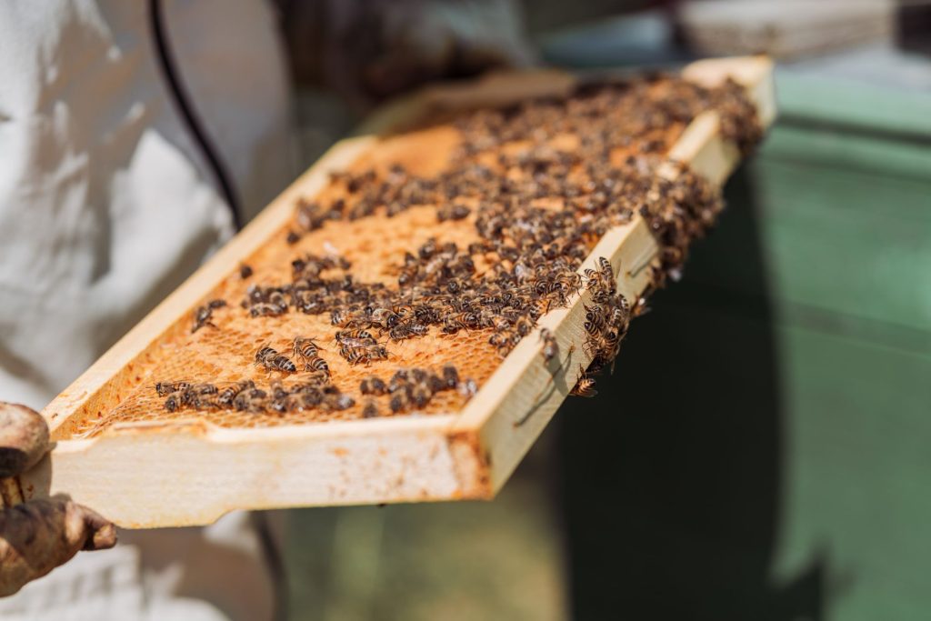 Apiculteur tenant un cadre de ruche couvert d'abeilles